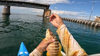 No Catchee No Cookee 7Mile Bridge Fishing With Pilchards  Hail Mary [upl. by Cybil]