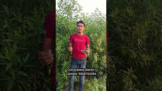 Conocarpus plants timber indoorplantnursery gardenplants nursery india [upl. by Ahsena]