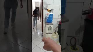 Gláucia tretando com o Zé 😂 😂 passarinho pets [upl. by Assylem]