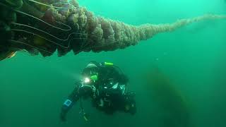 Black Sea Nettle Chrysaora achlyos [upl. by Sherborn839]