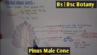 Male cone of pinus  Pinus male cone  Development of pinus male cone  Class Bs amp Bsc [upl. by Neneek]