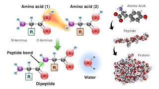 Organic Compounds Amino Acids Peptides and Proteins [upl. by Aixela]