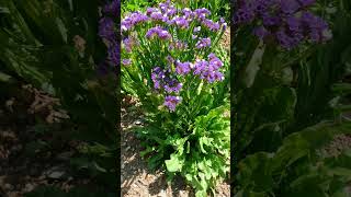 Wavyleaf Sea Lavender Limonium sinuatum [upl. by Glenden]