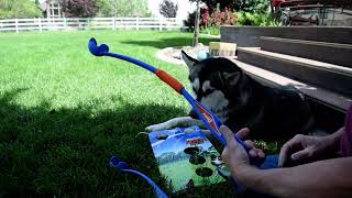 Product Review Chuckit Fetch and Fold Launcher Set the ultimate compact dog ball launcher [upl. by Ennoryt]