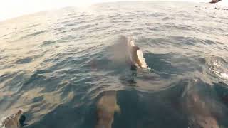 Stenella frontalis golfinhopintadodoAtlântico Atlantic Spotted Dolphin  São Sebastião [upl. by Aramo]