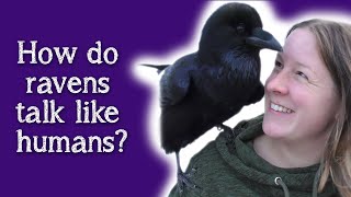 Fable the Raven  How do Ravens speak like humans [upl. by Badger]