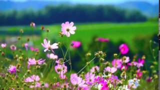 Flowers  Video Background HD 1080p [upl. by Stalder4]