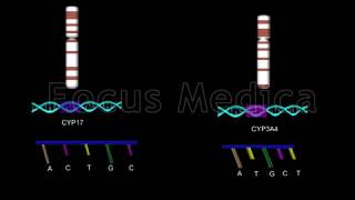 Genetic polymorphism and pathogenesis  Animated Atlas of BPH and OAB [upl. by Dyna]