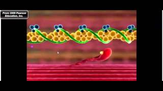 Muscle Physiology Troponin Tropomyosin and Myosin CrossBridge Cycle [upl. by Noryt]