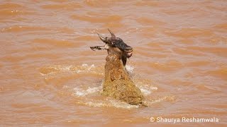 The Great Migration and Crocodiles Hunting Wildebeest [upl. by Ahsilek]