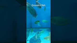 Gourami fish youtubeshorts [upl. by Retse]