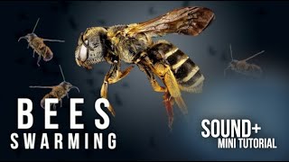 Bees Swarming  Buzzing  Sound Effect [upl. by Mayman]