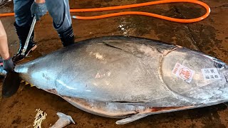 Fluency Cut 400kg Giant Bluefin Tuna [upl. by Halda]