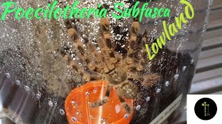 Poecilotheria Subfusca Lowland Rehouse [upl. by Tobias855]