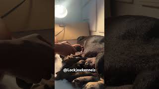 First 24 hr with new litter frenchbulldog whelping puppies [upl. by Deana]