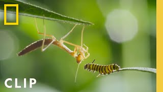 Monarch Migration and Metamorphosis  Incredible Animal Journeys  National Geographic [upl. by Warrin565]