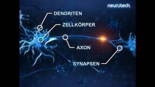 Grundlagen 2 Neurone neurotech [upl. by Sulakcin]