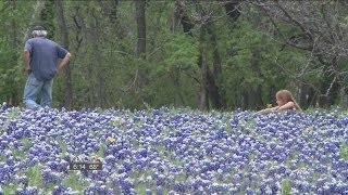 Be on the lookout when snapping that bluebonnet photo [upl. by Matelda423]