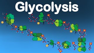 Cellular Respiration Pt1  The 10 Glycolisys Enzymes [upl. by Llehsor]