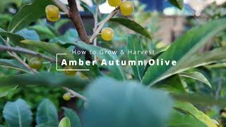 Growing amp Harvesting Amber Autumn Olive [upl. by Dena515]