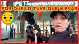 TUVE QUE LLEVAR A BLUE AL HOSPITAL VETERINARIOESTO NO ES NORMAL😭EL PROGRESO DEL GERRERO BLUE [upl. by Filmer]