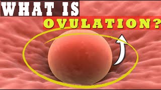 What Is Ovulation How Long Does Ovulation Occur Understanding Ovulation Process 🥚 [upl. by Enid]