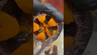 Sea Urchins ASMR [upl. by Lede]