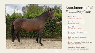 Lot 1  Broodmare Ode van de Mespel by Nabab de Rêve in foal to Bamako de Muze [upl. by Holly]