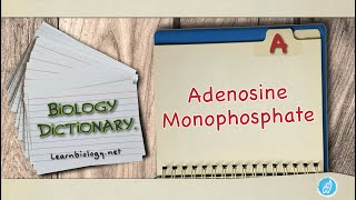 Adenosine monophosphate  Biology Dictionary  Spoken Biology Definitions [upl. by Joseph]