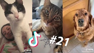 🤣 Videos Graciosos y Cortos de Animales 🐶😺 Recopilación de los Mejores Videos de Gatos y Perros [upl. by Aianat]