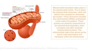 Transcription of Mitochondrial DNA [upl. by Holtorf664]