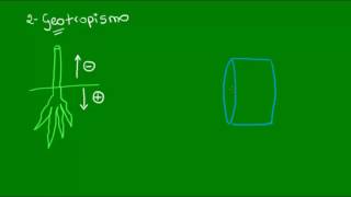 Ação das auxinas no fototropismo e no geotropismo  Botânica  Biologia [upl. by Eltsirk]