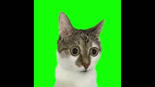 Surprised Cat With Big Eyes  Green Screen [upl. by Aniral]