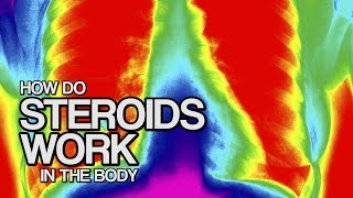 How STEROIDS Work in the Body in 60 seconds [upl. by Dorey]