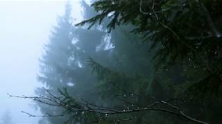 Sounds for Deep Sleep Relaxation 10 Hours  Rain in Spruce Forest Fog Swaying Branches in Wind [upl. by Arman]