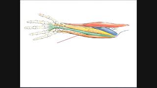 Anterior Forearm Muscles  Superficial Layer [upl. by Naitsirk]