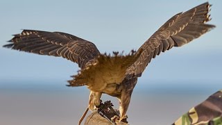 OPERACJA LOT ✈ Sokolnik z lotniska Chopina  Discovery Channel [upl. by Letisha]