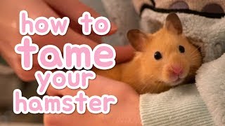 🐹 How to tame your hamster 🐹 [upl. by Oatis]