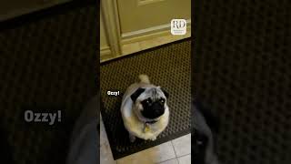 Hilarious Pug Screams When Told to Go to Bed [upl. by Nalyorf257]