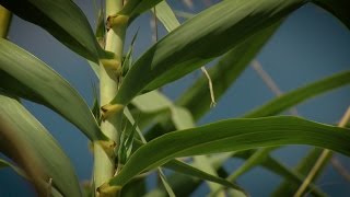 Razing Cane Controlling Invasive Arundo Cane [upl. by Seugram]