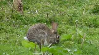 Wild Rabbits grazing [upl. by Kori757]