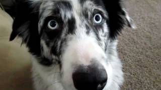 Dog Talk  Conversation With An Australian Shepard [upl. by Silvano]