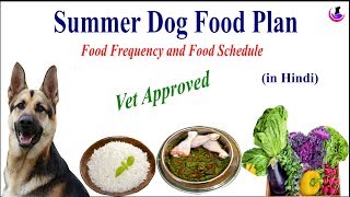 SUMMER DOG FOOD RECIPE II dog and vet II Hindi [upl. by Damalas]