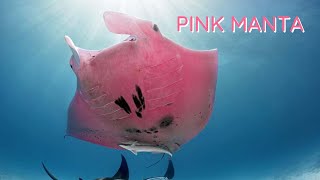 World’s Only Pink Manta Ray How did it get its Color [upl. by Kayley]