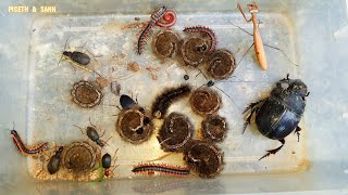 Amazing Bugs One Bug Beetle and Monster Worms I Found In The Grass Next to The Building wormszone [upl. by Sadler]