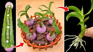 Summary of tips to propagate orchids with aloe not everyone knows [upl. by Sasnett]