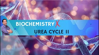 Video 10  Urea cycle II [upl. by Kailey]