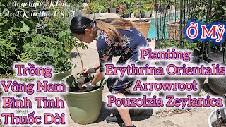 🇺🇲87Trồng Vông NemThuốc DòiBình Tinh Planting Erythrina OrientalisPouzolzia ZeylanicaArrowroot [upl. by Wordoow]