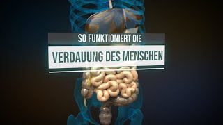 Die Verdauung des Menschen Animation [upl. by Fassold]