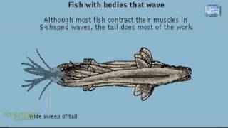 FISH LOCOMOTION DIFFERENT WAYS OF FISH SWIMMING ANIMATION WELL EXPLAINED [upl. by Cusick]